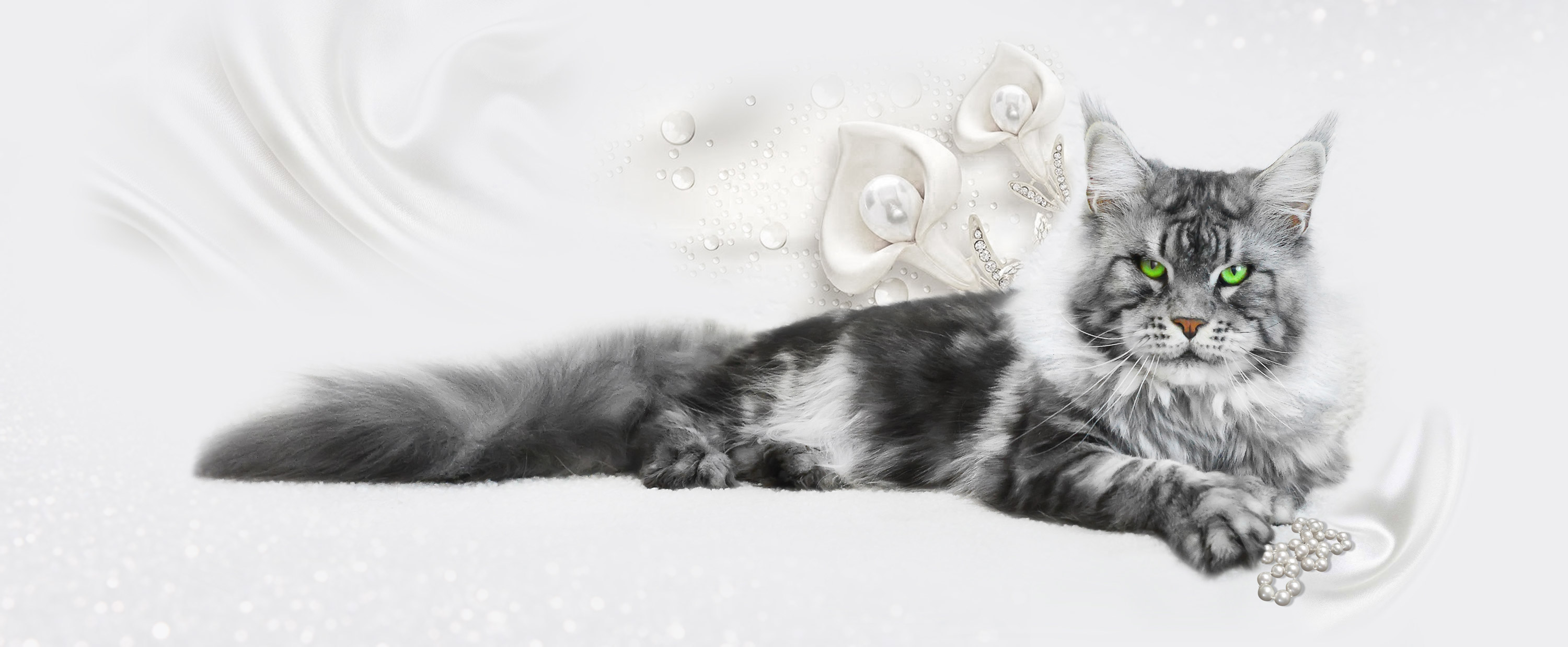 Akbars Maine-Coon Cattery