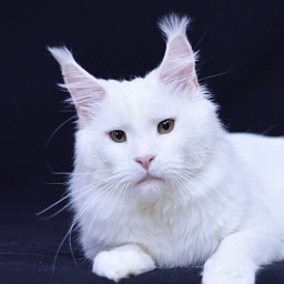 Ultimatum Silver Aqualion