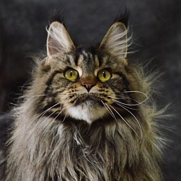 Chiara Ferragi Akbars