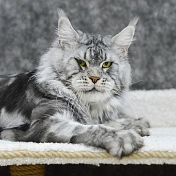 Quasar Silver Rain of Akbars