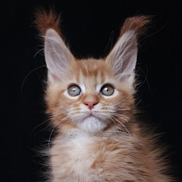 Gaius Akbars (polydactyl 66/66)