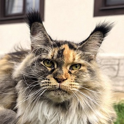 Galateya Akbars (polydactyl 66/66)