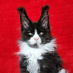 Georg Akbars (polydactyl 66/66)