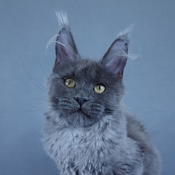 Halva Akbars (polydactyl 66/66)