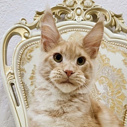 Ostap Akbars  (for PET)