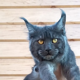 Quick Panter Akbars (polydactyl)