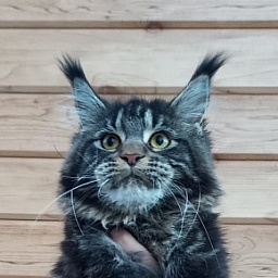 Quick River  Akbars (polydactyl)