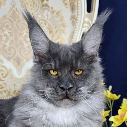 Upward Liman  Akbars