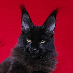 Loki Akbars  (polydactyl 55/66 ) for PET