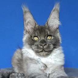 Lord Akbars  (polydactyl 66/66)