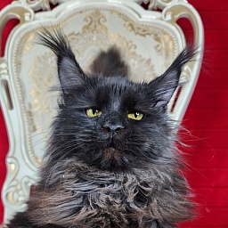 Lara Akbars  (polydactyl 66/66)