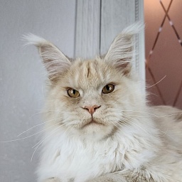 Silver Bear Akbars (polydactyl) 66/66