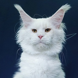 Five Stars Grand Infiniti