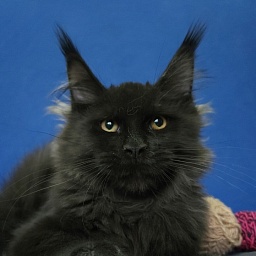 Wizard Akbars (for PET)