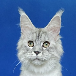 Ice Prince Akbars (polydactyl )