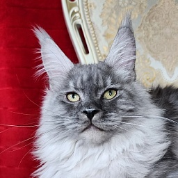 Icy Snow Akbars (polydactyl )