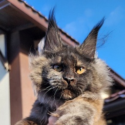 Kiss of Spring  Akbars