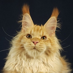 Jaromir Cat Akbars (polydactyl)