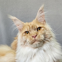 Jeromes Akbars  (polydactyl 66/66)