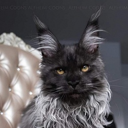 Jelly  Akbars (polydactyl)