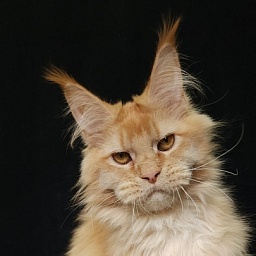 Chicago  Akbars (polydactyl)