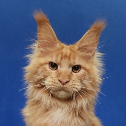 Lord Marshall Akbars