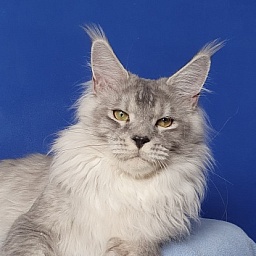 Pan Morriz Akbars (polydactyl)