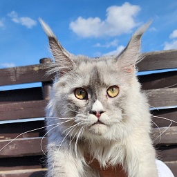 Extra Shine Akbars (polydactyl)