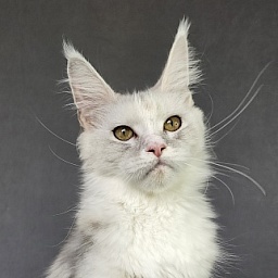 Extra Maya Akbars (polydactyl) 56\66