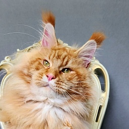 N*Anton  Akbars (polydactyl 77/66)