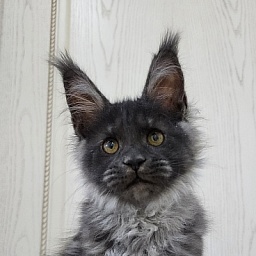 Undine Akbars (polydactyl) 67/66