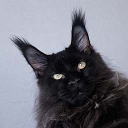 Urgant Akbars (polydactyl) 76/66