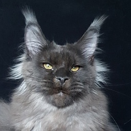 Ursel  Akbars (polydactyl) 66/66