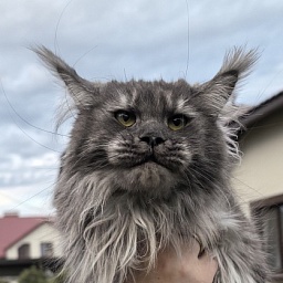 Uxia  Akbars (polydactyl) 66/66