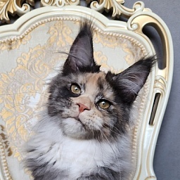 Vasilisa Cat  Akbars