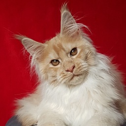 Yaki Cat  Akbars (polydactyl) 66/66