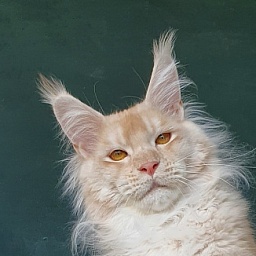 Yoda Cat  Akbars (polydactyl) 77/66