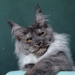 Yumy Cat  Akbars (polydactyl) 66/66