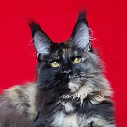 Yemma Cat  Akbars (polydactyl)66/66