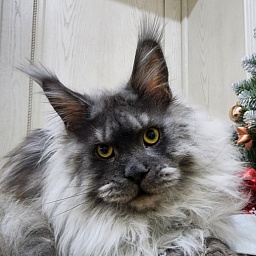 Haval  Akbars  (polydactyl 66/66)