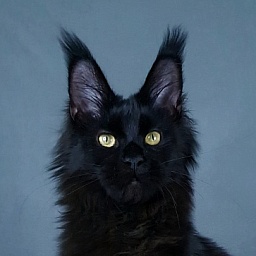 Hella Akbars (polydactyl 66/66)