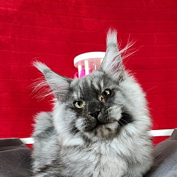 Alkor  Akbars (polydactyl 66/66)