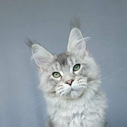 Mitya  Akbars (polydactyl 66/66)