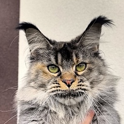 Messy  Akbars (polydactyl 66/66)