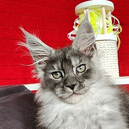 Frodo  Akbars ( polydactyl)