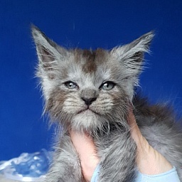 Furry Hardy  Akbars  ( polydactyl)