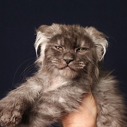 Furry Hoper  Akbars  ( polydactyl)