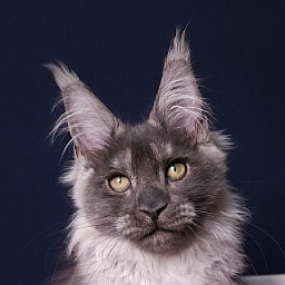 My Bentley Akbars (polydactyl 56/66)