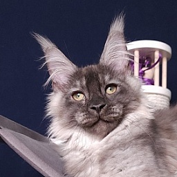 My Mostang  Akbars (polydactyl 66/77)