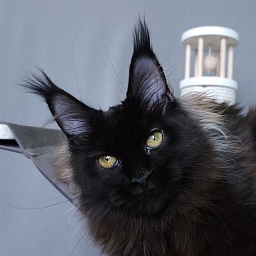 Marusya Akbars (polydactyl) 77/66